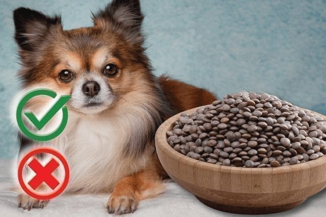 Can Dogs Eat Lentils? Good or Harmful