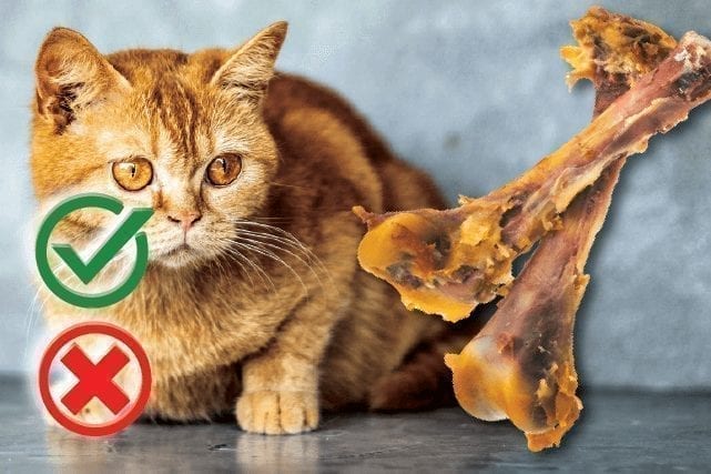 Can Cats Eat Chicken Bones? Good or Harmful