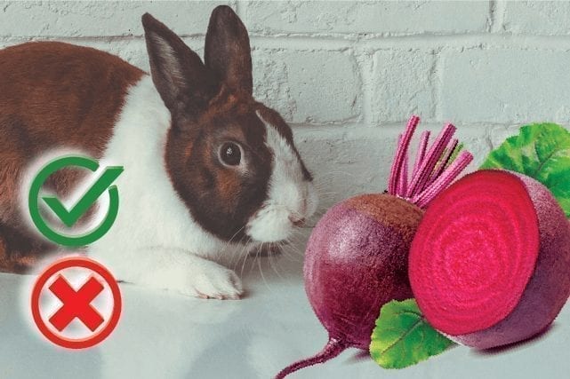 Can Rabbits Eat Beetroot? Good or Harmful