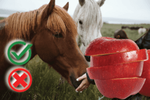 Can horses eat apples? Good or Harmful