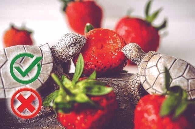 Can turtles eat strawberries? Good or Harmful