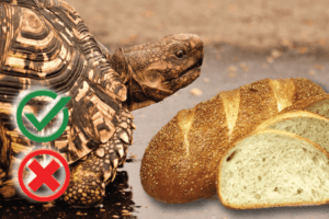 Can Turtles Eat Bread? Good or Harmful