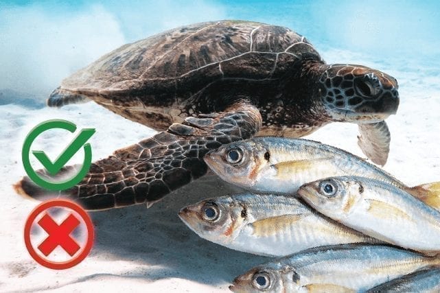Can turtles eat fish? Good or Harmful