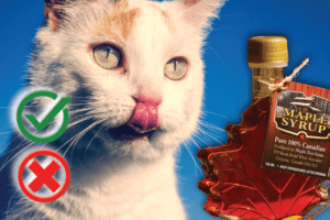 Can Cats Have Maple Syrup? Good or Harmful