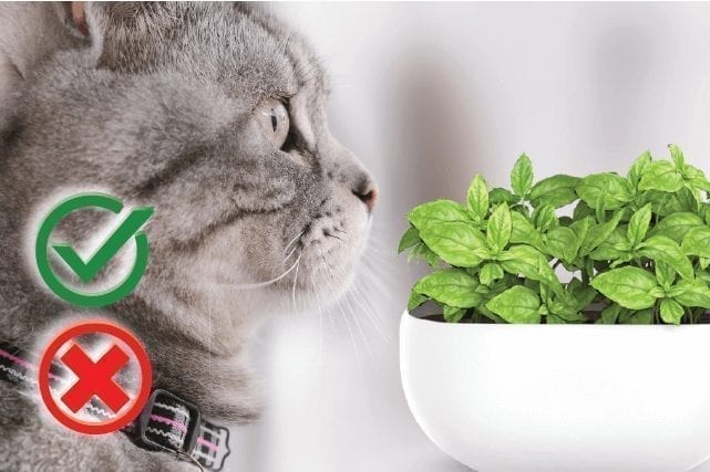 Can cats eat basil? Good or Harmful The Pet Guide Home