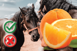 Can Horses Eat Oranges? Good or Harmful