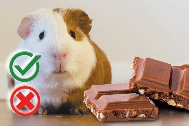 Can Hamsters Eat Chocolate? Good or Harmful