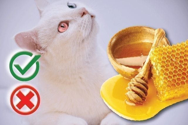 Can Cats Eat Honey? Good or Harmful