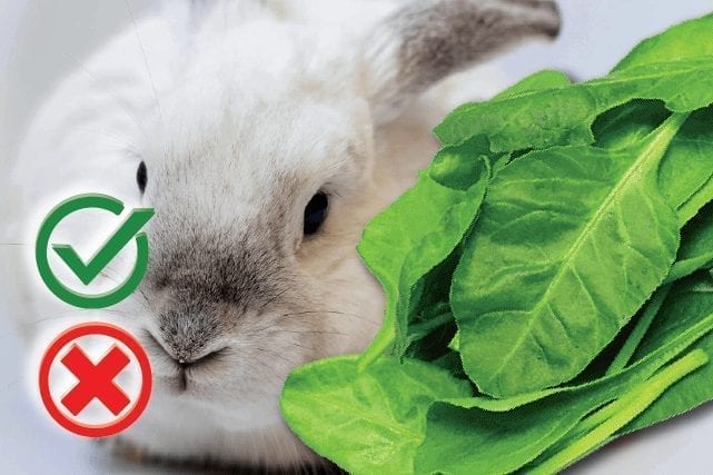 Can rabbits eat spinach? Good or Harmful