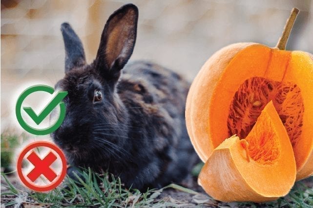 Can rabbits eat pumpkin? Good or Harmful