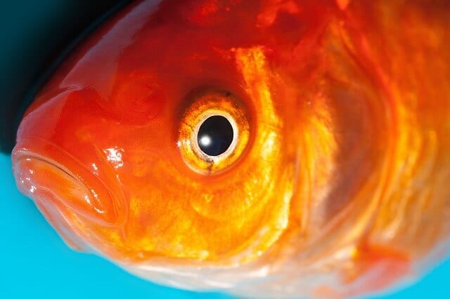 How To Tell If Your Goldfish Is Sick: a complete list of symptoms