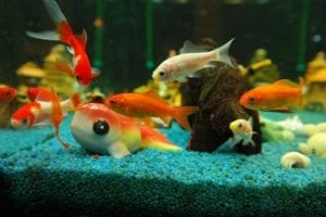Can i keep goldfish with other fish?