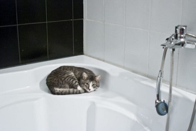 Cat from Pooping in the Sink or Bathtub