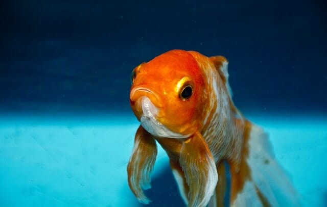 How To Tell If Your Goldfish Is Sick: a complete list of symptoms