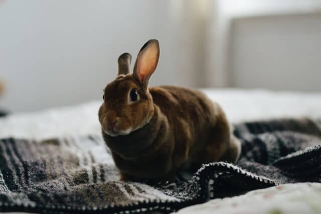 How To Stop Your Rabbit From Urinating on Rugs, Beds and Sofas
