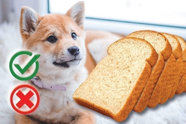Can Dogs Eat French Toast or Other Breads?