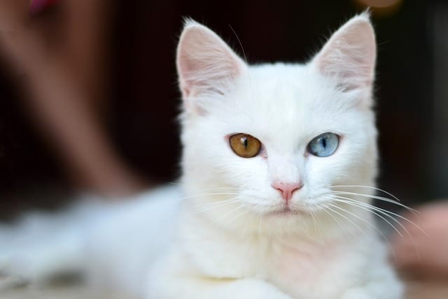 why are white cats often deaf