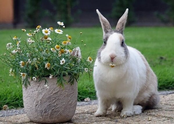 The Best Breeds of Domestic Rabbits