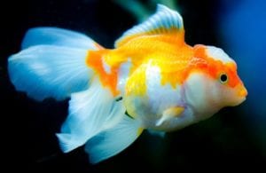 Is my goldfish pregnant?