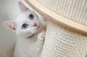 why are white cats often deaf