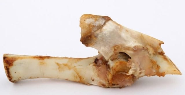 can dogs eat rib bones