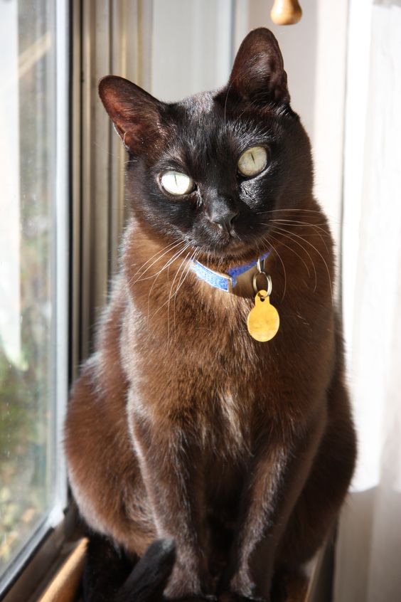 Black Siamese Cat