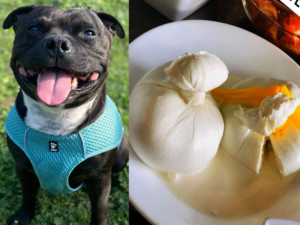 can-dogs-eat-burrata