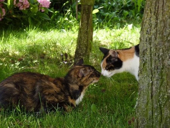 cat breeds that get along with other cats