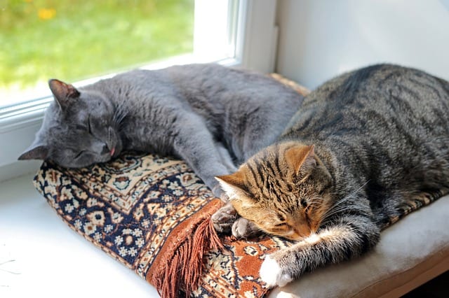 cat breeds that get along with other cats