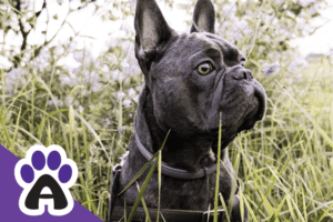 Blue French Bulldog: a half-breed with health problems