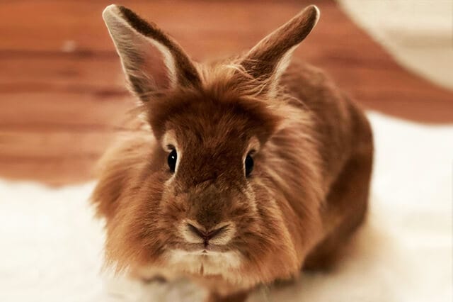 Lion Head Rabbit: Everything You Need To Know