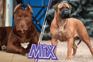 The Bullmastiff Pitbull Mix: character, standard, and 5 facts