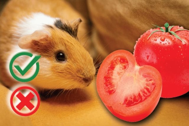 Can guinea pigs eat tomatoes? Good or Harmful