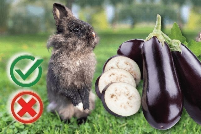 Can rabbits eat eggplant? Good or Harmful