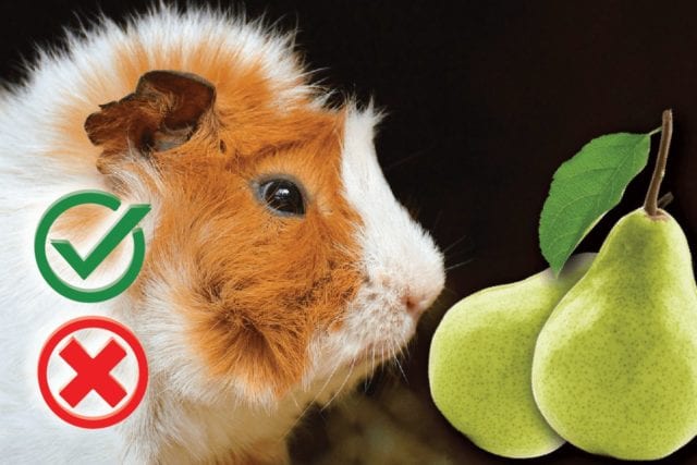 Can guinea pigs eat pears? Good or Harmful