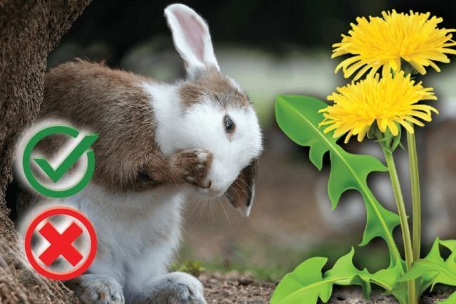 Can rabbits eat dandelions? Good or Harmful