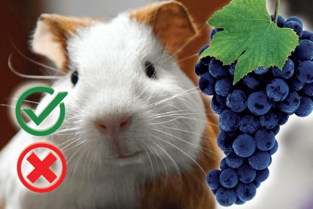 Can guinea pigs eat grapes? Good or Harmful