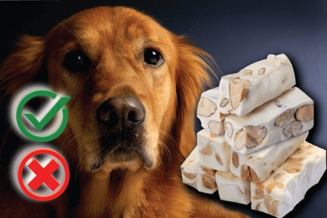 Can Dogs Eat Nougat? Good or Harmful