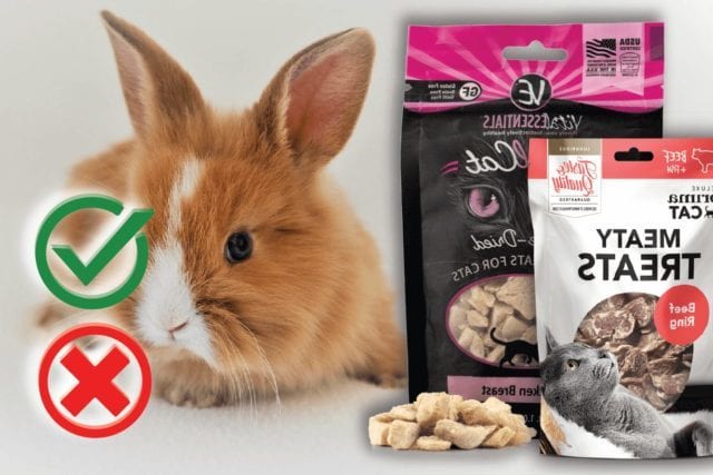 Can rabbits eat cat food? Good or Harmful