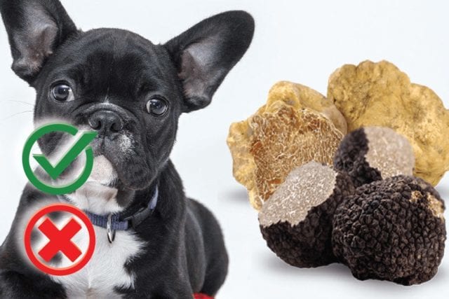 Can Dogs Eat Truffles? Good or Harmful