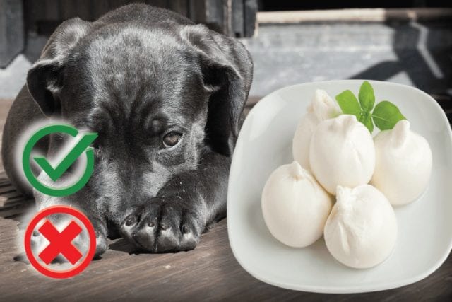 Can dogs eat burrata? Good or Harmful