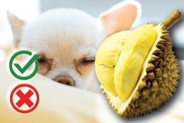 Can Dogs Eat Durian Fruit? Good or Harmful