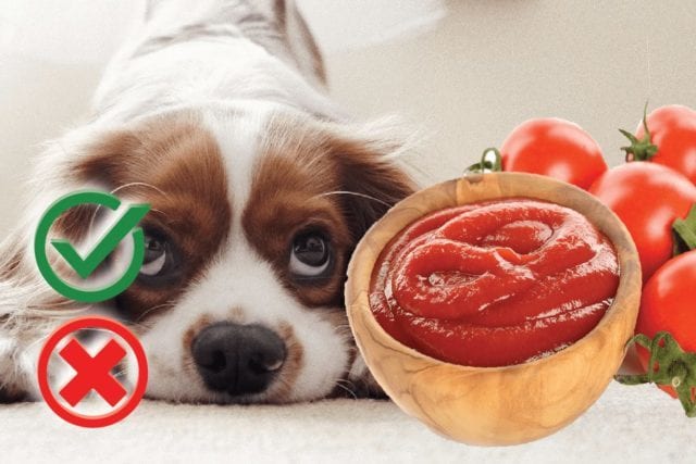Can Dogs Eat Tomato Sauce? Good or Harmful