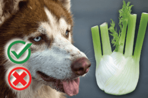 Can Dogs Eat Fennel? Good or Harmful