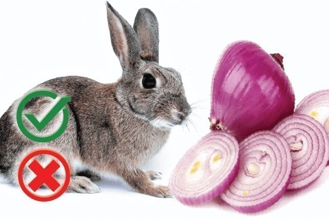 Can Rabbits Eat Onions? Good or Harmful
