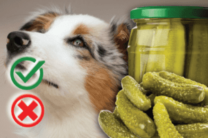 Can Dogs Eat Pickles? Good or Harmful