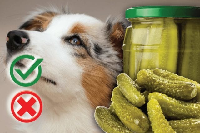 Can Dogs Eat Pickles? Good or Harmful
