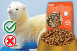 Can ferrets eat cat food? Good or Harmful