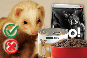 Can ferrets eat dog food? Good or Harmful