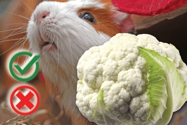 Can guinea pigs eat cauliflower? Good or Harmful